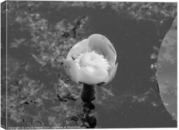 Water lily in black and white Canvas Print by Ursula Keene