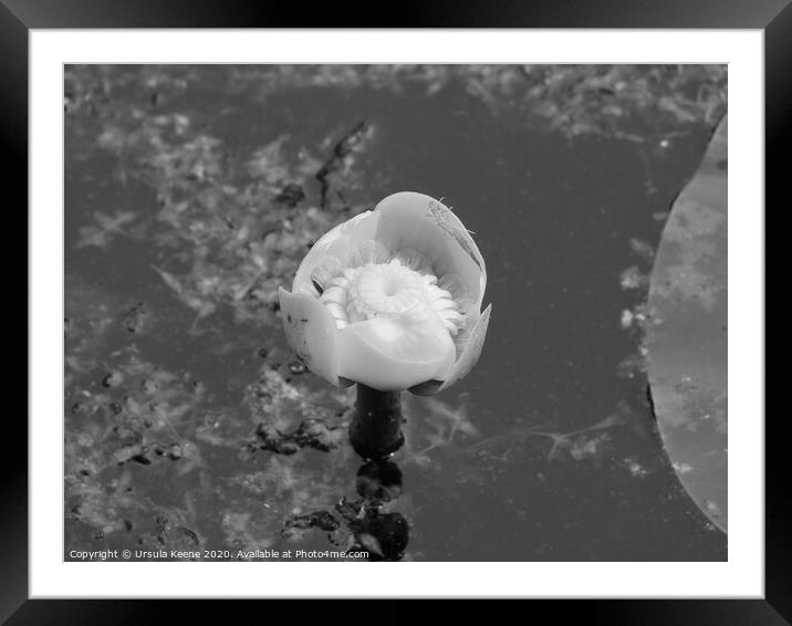 Water lily in black and white Framed Mounted Print by Ursula Keene