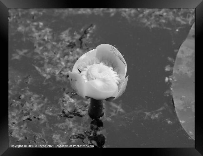 Water lily in black and white Framed Print by Ursula Keene