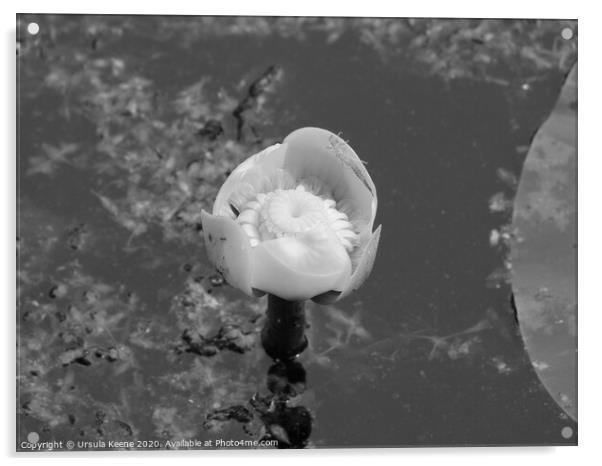 Water lily in black and white Acrylic by Ursula Keene