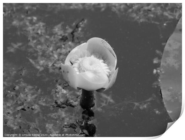 Water lily in black and white Print by Ursula Keene