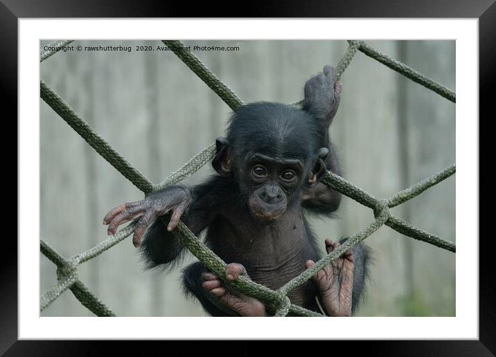 Bonobo Baby Likes To Climb Framed Mounted Print by rawshutterbug 