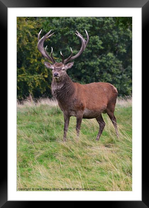 Monarch of The Glen Framed Mounted Print by Carla Maloco