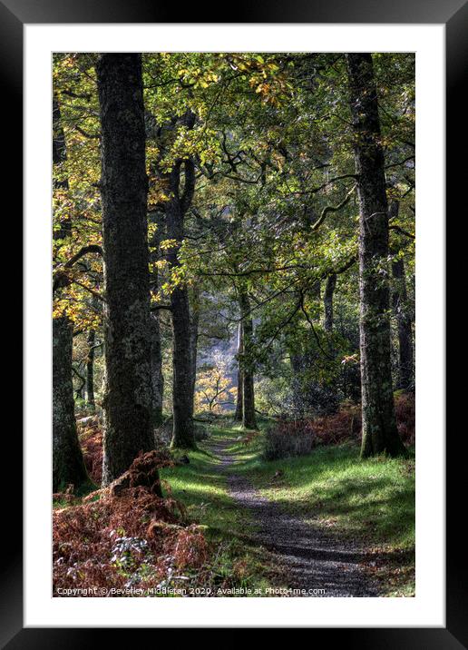 Autumn woods Framed Mounted Print by Beverley Middleton