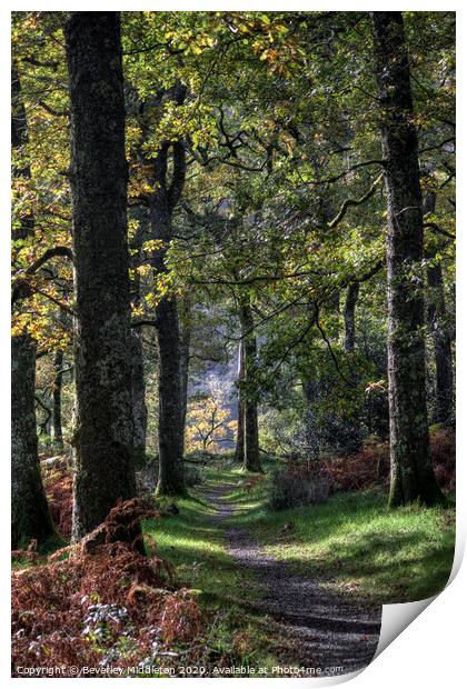 Autumn woods Print by Beverley Middleton