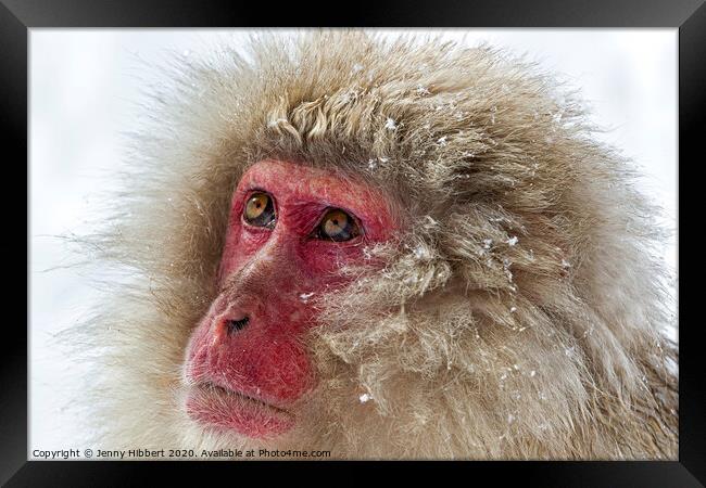 Close up of Snow Monkey Framed Print by Jenny Hibbert