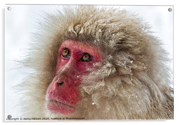 Close up of Snow Monkey Acrylic by Jenny Hibbert