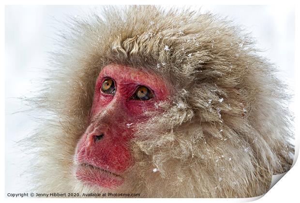 Close up of Snow Monkey Print by Jenny Hibbert