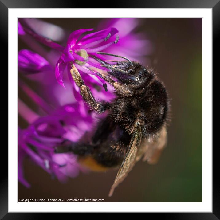 Bee's Pollination Dance Framed Mounted Print by David Thomas