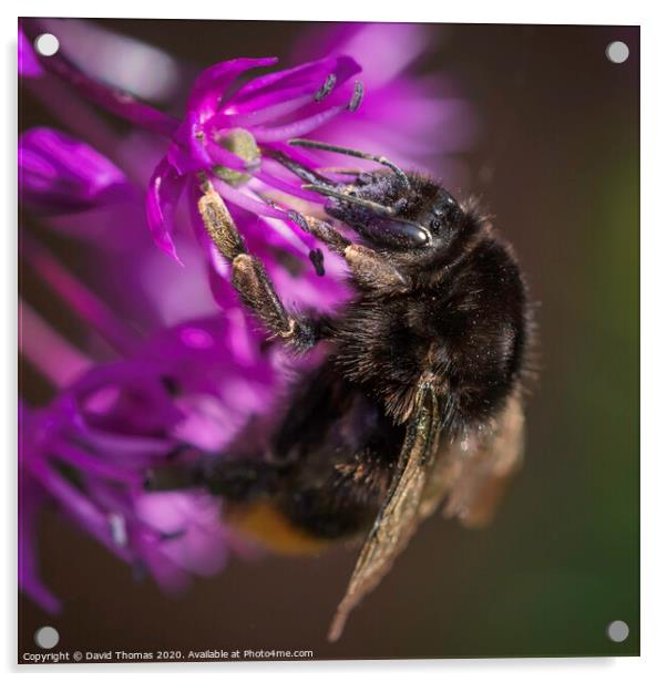 Bee's Pollination Dance Acrylic by David Thomas