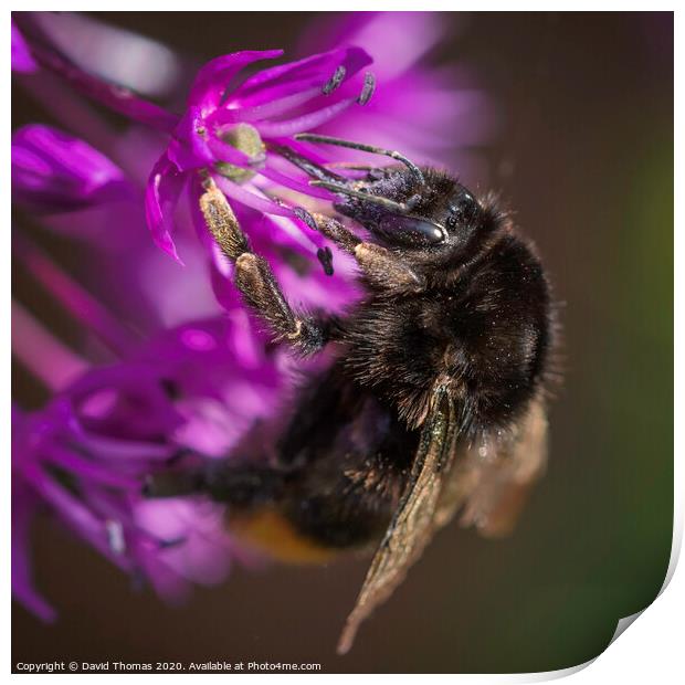 Bee's Pollination Dance Print by David Thomas
