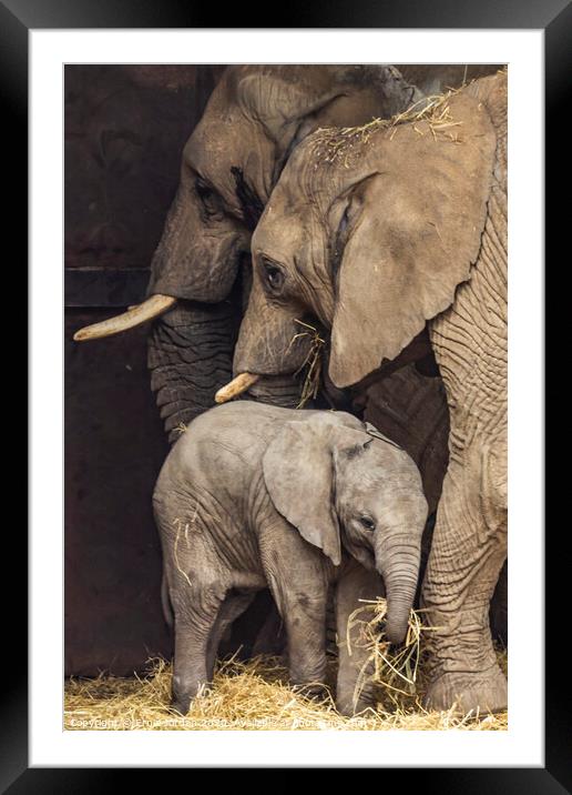 Elephant Family Framed Mounted Print by Ernie Jordan