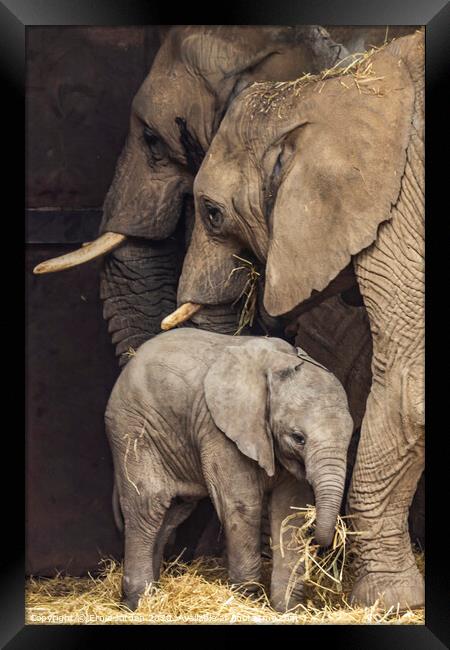 Elephant Family Framed Print by Ernie Jordan