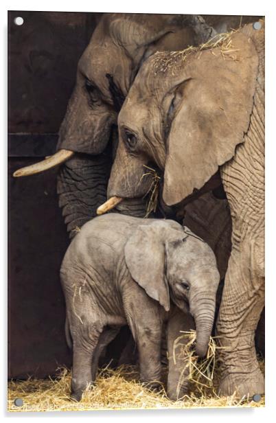 Elephant Family Acrylic by Ernie Jordan