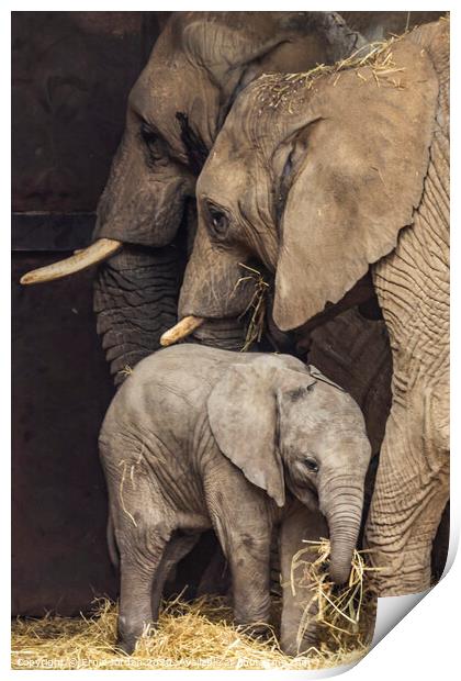 Elephant Family Print by Ernie Jordan