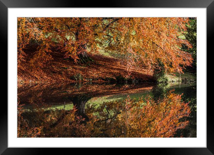 A tree in a forest Framed Mounted Print by David Buckland