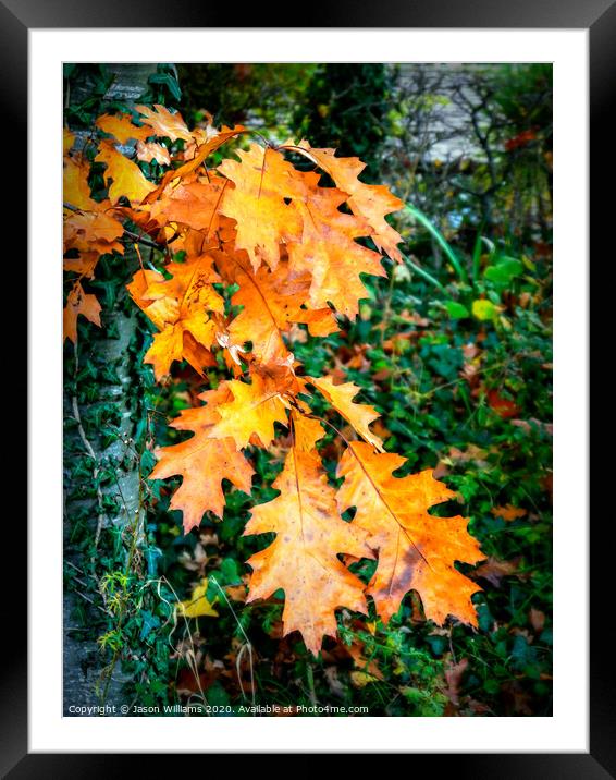 Seasonal Colour Framed Mounted Print by Jason Williams