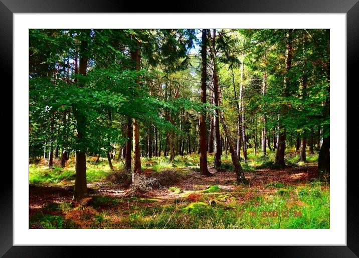 New Forest Framed Mounted Print by Suzanne Hemington