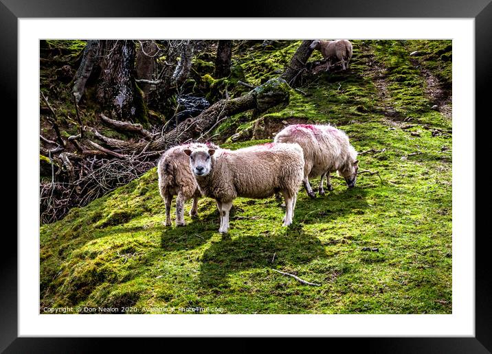 Serene Sheep Scene Framed Mounted Print by Don Nealon