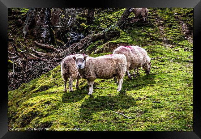 Serene Sheep Scene Framed Print by Don Nealon