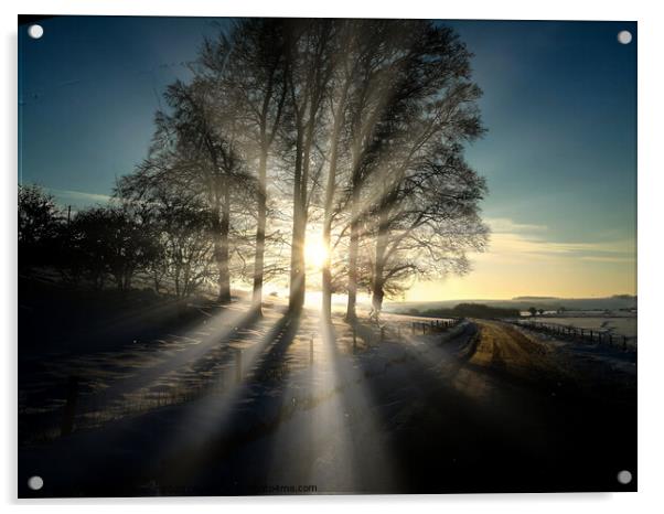 Winter Sunshine Acrylic by David Buckland