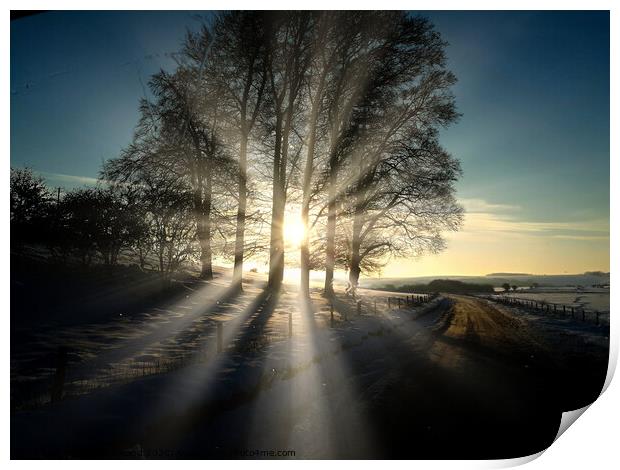 Winter Sunshine Print by David Buckland