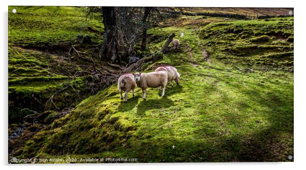 Grazing sheep Acrylic by Don Nealon