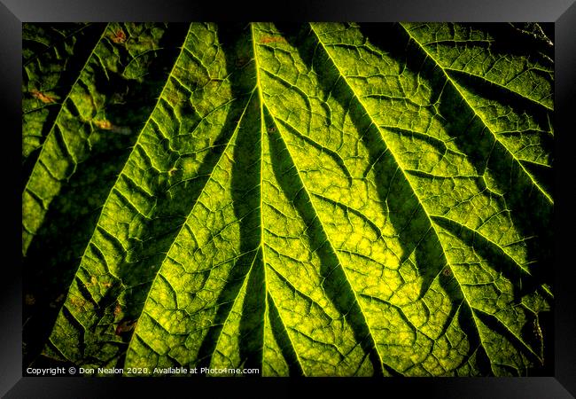 Raspberry leaf Framed Print by Don Nealon