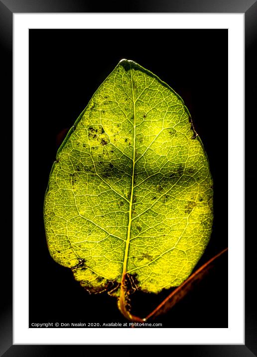 Glowing Honeysuckle Leaf Framed Mounted Print by Don Nealon