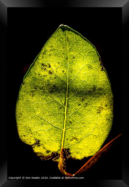 Glowing Honeysuckle Leaf Framed Print by Don Nealon