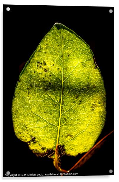 Glowing Honeysuckle Leaf Acrylic by Don Nealon