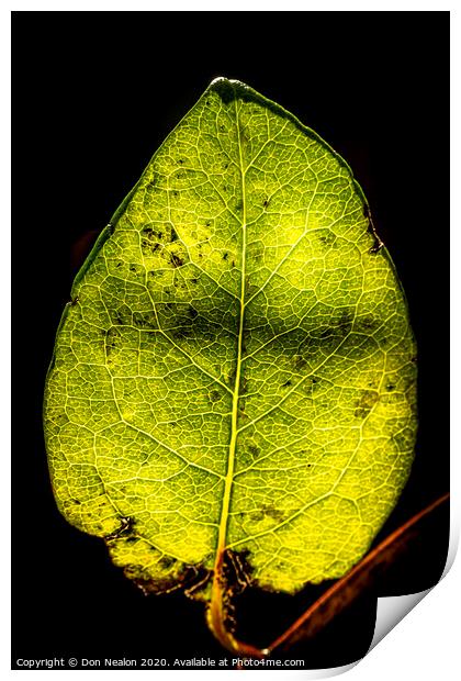 Glowing Honeysuckle Leaf Print by Don Nealon