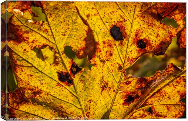 Autumns fiery leaf Canvas Print by Don Nealon