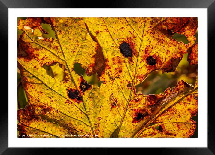 Autumns fiery leaf Framed Mounted Print by Don Nealon