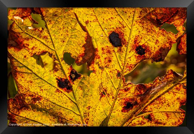 Autumns fiery leaf Framed Print by Don Nealon