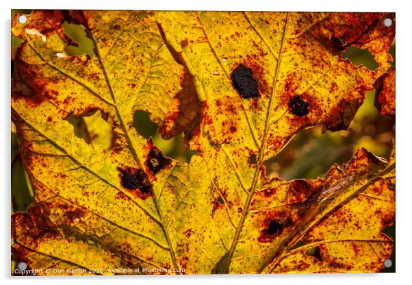 Autumns fiery leaf Acrylic by Don Nealon