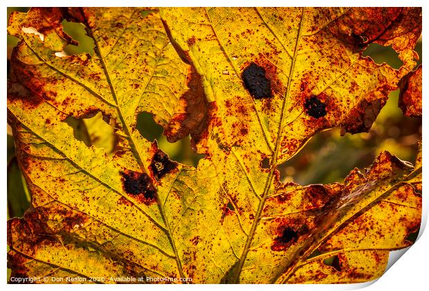 Autumns fiery leaf Print by Don Nealon