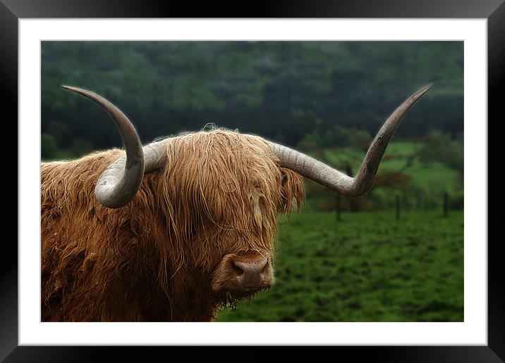 Glecoe Bull Framed Mounted Print by Keith Thorburn EFIAP/b