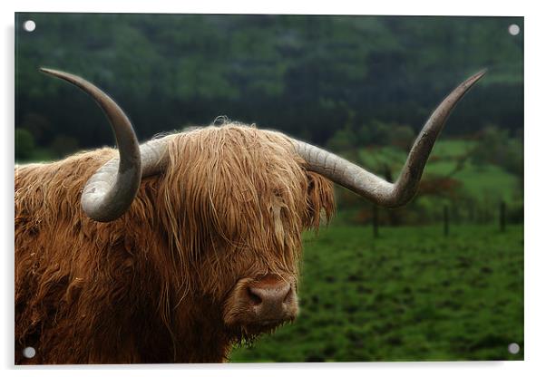 Glecoe Bull Acrylic by Keith Thorburn EFIAP/b