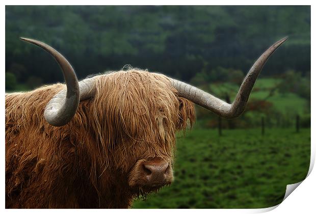 Glecoe Bull Print by Keith Thorburn EFIAP/b