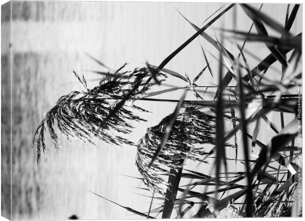 Grain effect reeds Canvas Print by Ursula Keene