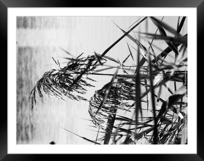 Grain effect reeds Framed Mounted Print by Ursula Keene