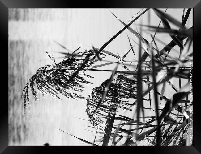 Grain effect reeds Framed Print by Ursula Keene