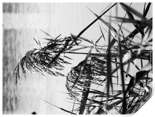 Grain effect reeds Print by Ursula Keene