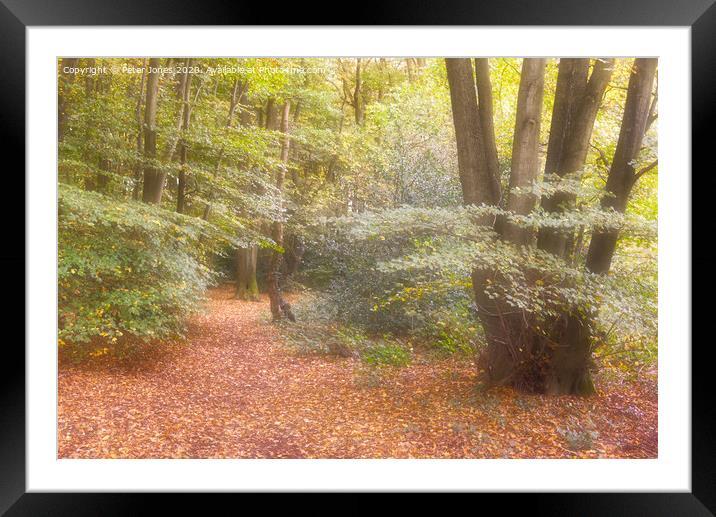 Early Autumn in Long Grove Woods Framed Mounted Print by Peter Jones