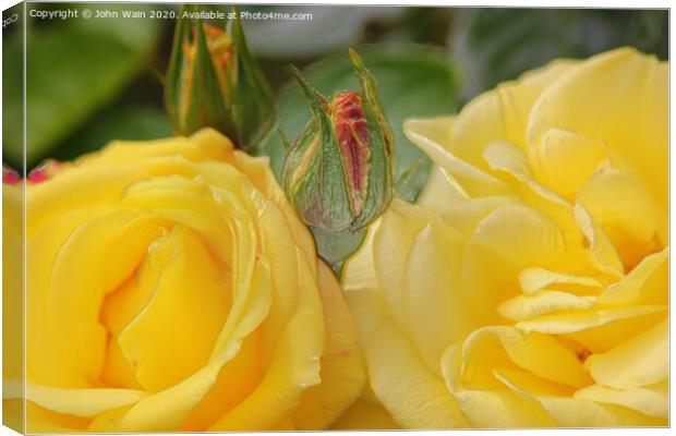 Lovely Yellow Roses (Digital Art) Canvas Print by John Wain