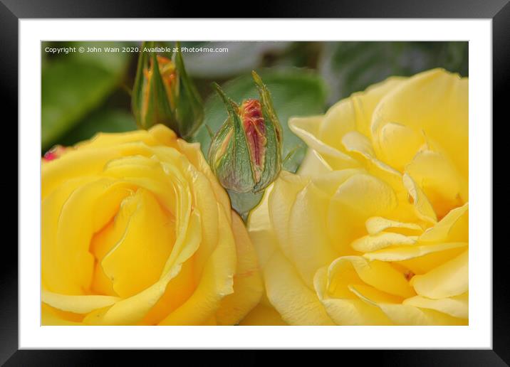 Lovely Yellow Roses (Digital Art) Framed Mounted Print by John Wain