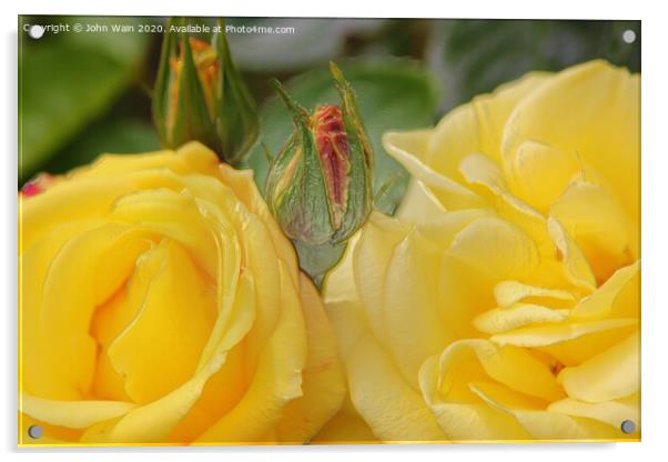 Lovely Yellow Roses (Digital Art) Acrylic by John Wain