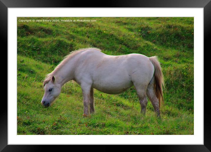 Cream Pony at Whitford Framed Mounted Print by Jane Emery