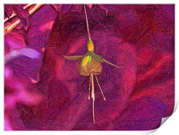 Fuchsia Art. Print by paulette hurley